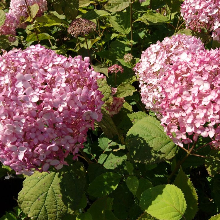 Hortenzia stromčekovitá (Hydrangea arborescens) ´CANDYBELLE® BUBBLEGUM´ - výška 30-50 cm, kont. C3L